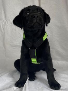 Preview: Welpengeschirr - beige/schwarz